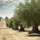 Kan gentechnologie Puglia's olijfgaarden redden van dodelijke bacterie?