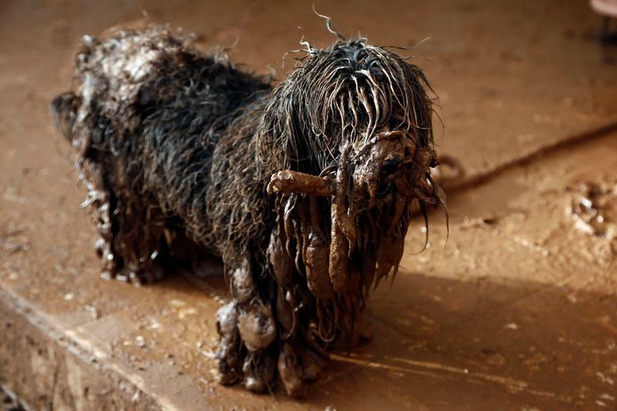 Een bijna onherkenbare hond staat bij zijn voordeur, de haren vast geklit door de modder van de overstromingen, met een speeltje in zijn bek, te wachten tot zijn Griekse baasje hem eens lekker in bad doet. Foto Yannis Kolesidis