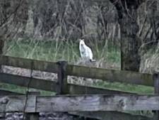 Wat springt daar nou in Ede? Dat lijkt wel een ....! 
