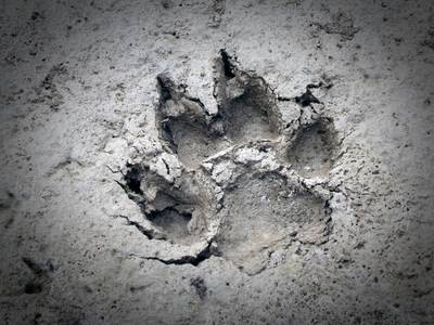 Schapen gedood op Oude Buisse Heide bij Achtmaal: ‘Zou wolf kunnen zijn’