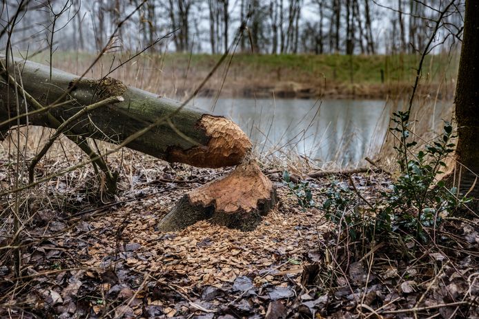 Bevers leggen bomen om aan Koekoekendijk: Ed en Willem rukken op ...
