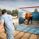 Is verdoofd slachten wel halal? In Turkije is het verdovingspistool voorzichtig in opkomst