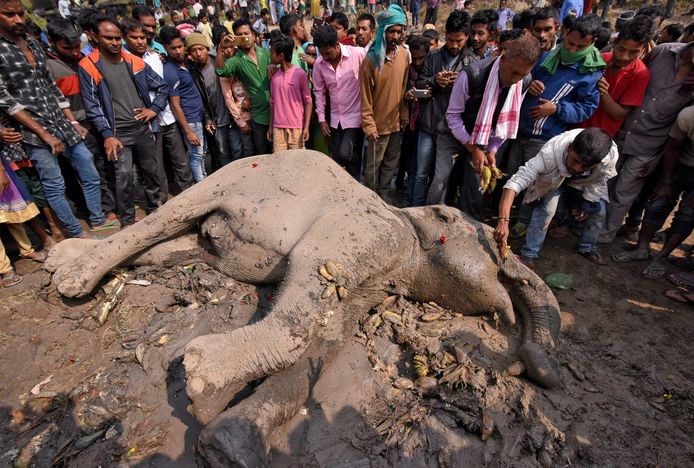 Onder massale belangstelling van omstanders probeert een man een banaan in de bek te stoppen van een olifant die gewond is geraakt bij een treinongeluk vlakbij het Habaipur-station in het Indiase Hojai. Foto Anuwar Hazarika