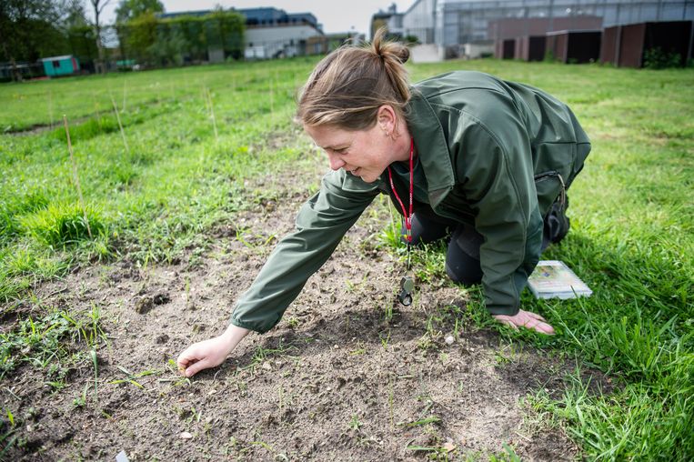 Ecologisch medewerkster Margriet Louwen (36) van bureau Natuurbalans doet in Nijmegen het veldwerk. Beeld Koen Verheijden