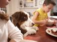 Voedingsmiddelen die wij dagelijks eten, kunnen giftig zijn voor je hond of kat.