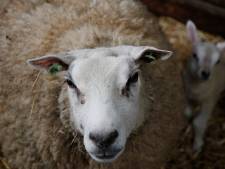 Voor het eerst in jaren weer Q-koorts opgedoken bij veehouderij: Gelders bedrijf getroffen