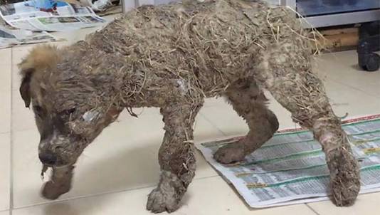 Facebook/He'Art of Rescue