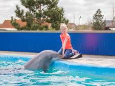 Dolfinarium in Harderwijk moet roer radicaal omgooien: ‘Niets doen is geen optie’