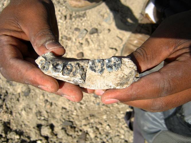 Oudste mensenkaak ooit gevonden in Ethiopië
