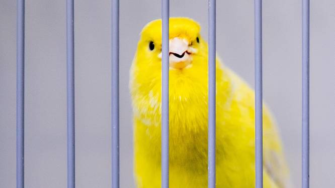Gekwetter en gefluit in Woudrichem: De Vogelvriend houdt zijn jaarlijkse show