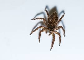 Help! Deze grote giftige spin is steeds vaker in Nederland te zien