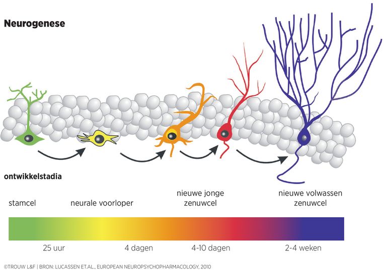 Schema van neurogenese, de vorming van nieuwe zenuwcellen in hippocampus. Uit stamcellen worden nieuwe zenuwcellen gevormd die niet alleen moeten groeien, maar ook een plek moeten veroveren in het bestaande netwerk van hersencellen. Beeld Louman & Friso