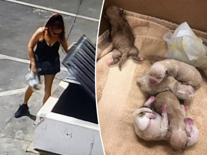 Betrapt: vrouw dumpt 7 pups in bloedhete afvalcontainer