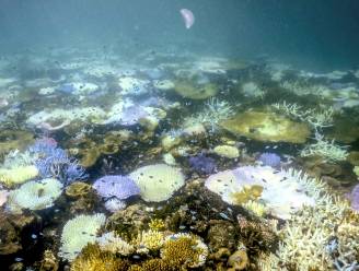 Great Barrier Reef getroffen door zwaarste verbleking ooit