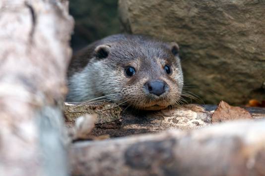 Otter knalt helemaal natuurlijk