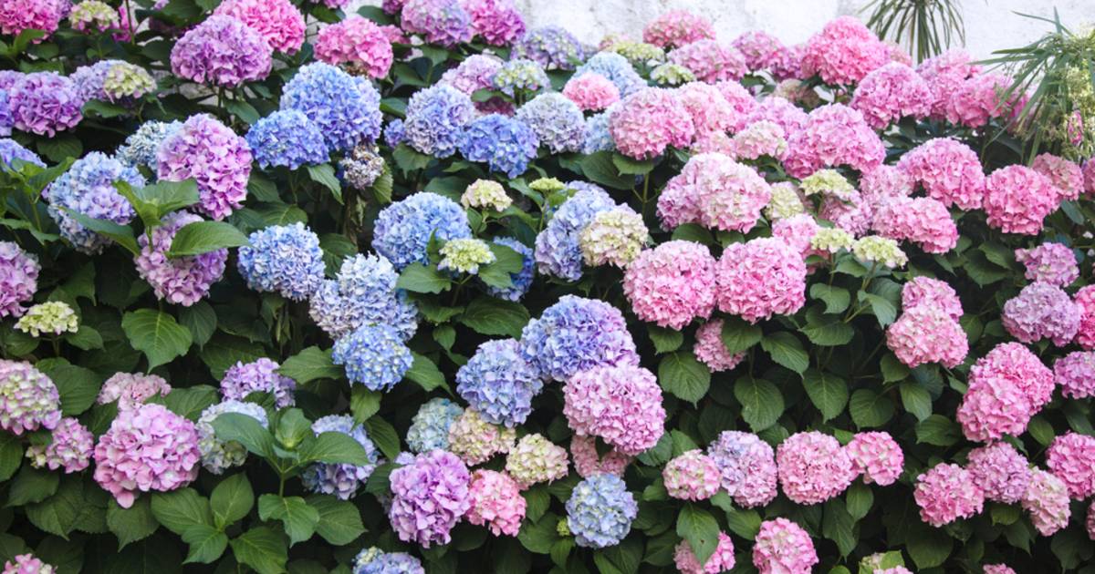 Met deze bloemen en planten in de tuin beperk je | Wonen | AD.nl