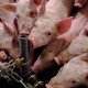 Hoogleraar Elsbeth Stassen: ‘Onze dieren in de veehouderij zitten aan hun grens’