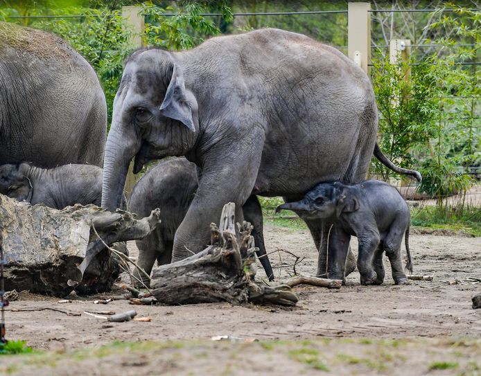 Moeder Phyo Phyo met haar pasgeboren olifantje in Planckendael