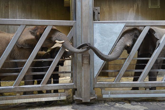 De Duitse dierentuin plaatste een foto van de eerste ontmoeting tussen moeder en (klein)dochter op Facebook. De olifanten werden 12 jaar geleden van elkaar gescheiden en zagen elkaar vorige week voor het eerst terug.