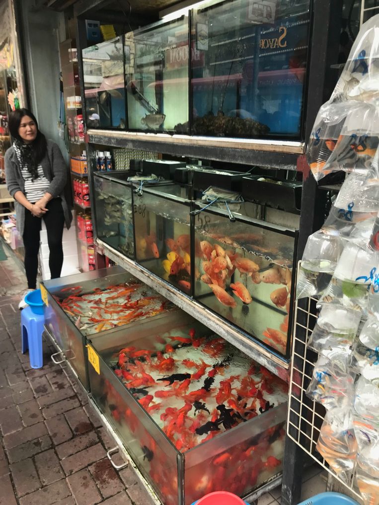 Goldfish Market. Beeld Johan Tuyaerts