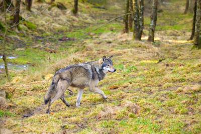 Negen dode wolven aangetroffen in Italië, mogelijk vergiftigd