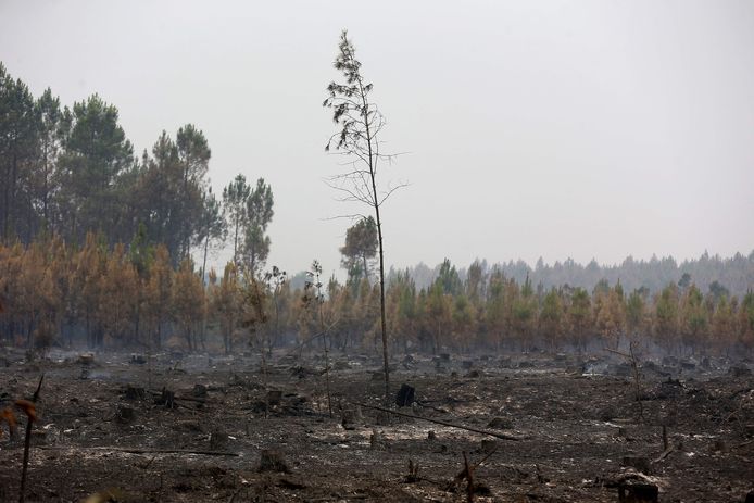 Een afgebrand stuk bos in het Franse Louchats. (Foto 19 juli)