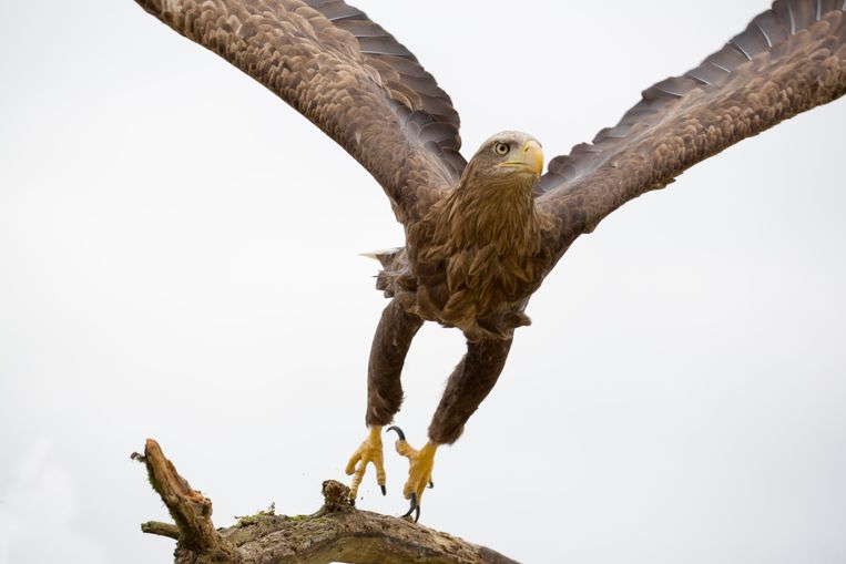'Rewilding is een uitgelezen mogelijkheid voor het herstel van natuur en biodiversiteit' - Volkskran