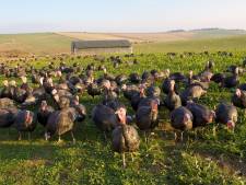 Le Royaume-Uni va abattre plus de 10.000 dindes en raison d'un foyer de grippe aviaire