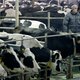 Melkveehouders voeren twee dagen actie in Duitsland