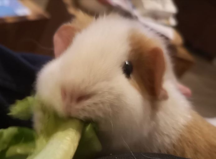 De dieren zitten momenteel in gastgezinnen.