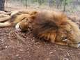 Als circusleeuwen werden ze gered, om nu vermoord te worden door stropers