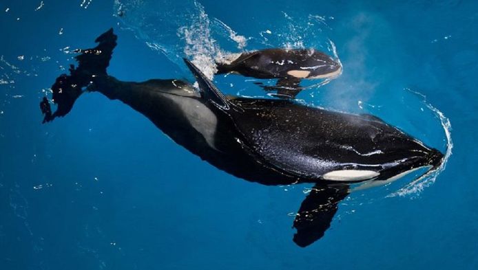 Kyara en haar moeder Takara