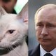 Zeer vermakelijk zijn zoekopdrachten als ‘14 hairless cats that look like Vladimir Putin’