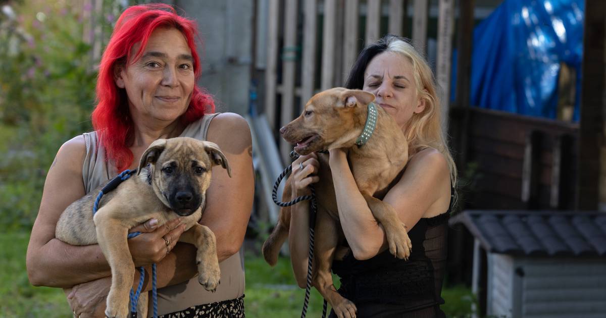 Opvang voor vechthonden in Tollebeek moet stoppen: ‘Enige plek die deze honden opneemt’