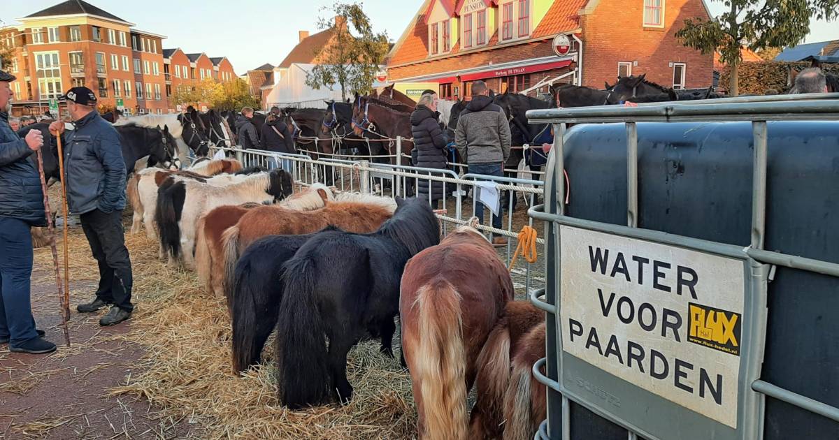 Paardenmarkt Hedel telt 783 dieren ‘Er zit weer een stijgende lijn in