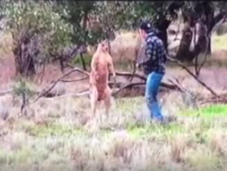 Man neemt wraak nadat een kangoeroe zijn hond wilde wurgen