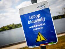 Blauwalg: in deze zwemplassen in de regio kun je nu beter even géén duik nemen