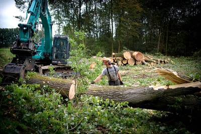 Zes bomen aan Jonkershof in Weurt worden (nog) niet gekapt
