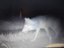 Subsidie voor bescherming tegen wolf pas als-ie zich vestigt in Overijssel: ‘Je weet niet waar de wolf nu zit’