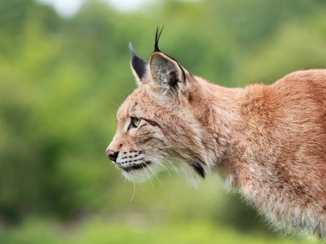 Man grijpt lynx vast die zijn vrouw aanvalt en gooit hem dan op het gras