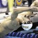 In het water gedijt Phelps weer