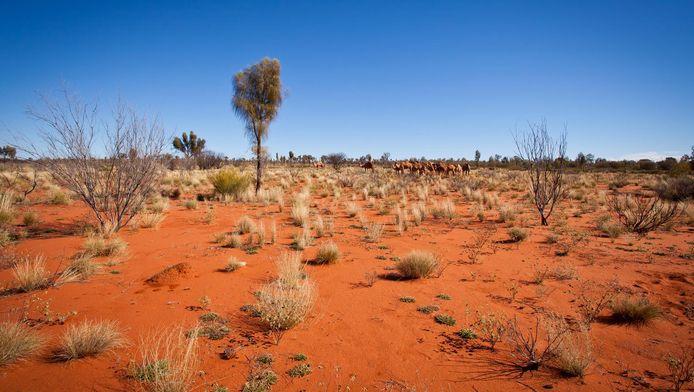 Un Touriste Francais Poignarde Dans Le Desert Australien Monde 7sur7 Be