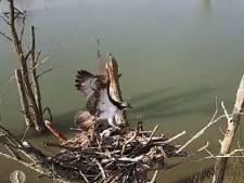 Hij is er! Dolenthousiaste boswachter ziet visarend terugkeren op webcam-nest: ‘The eagle has landed’
