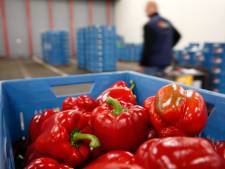 Nederland produceert drie keer meer voedsel dan we kunnen opeten: ‘Er is dus méér dan genoeg’