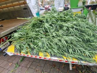 Politie ontdekt cannabisplantage in woning in Westerlo