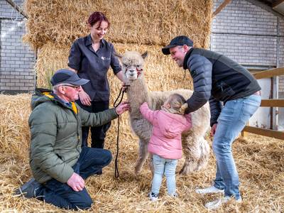 Boeren in Laarbeek zetten deuren open: van alpaca’s knuffelen tot bier uit het water van varkenspoep