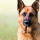 Hond is in de war: wie is die indringer?