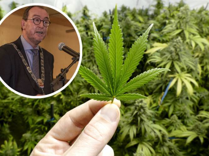 Primeur: rechtbank draait woningsluiting in Terneuzen terug, 40 wietplanten waren voor eigen gebruik