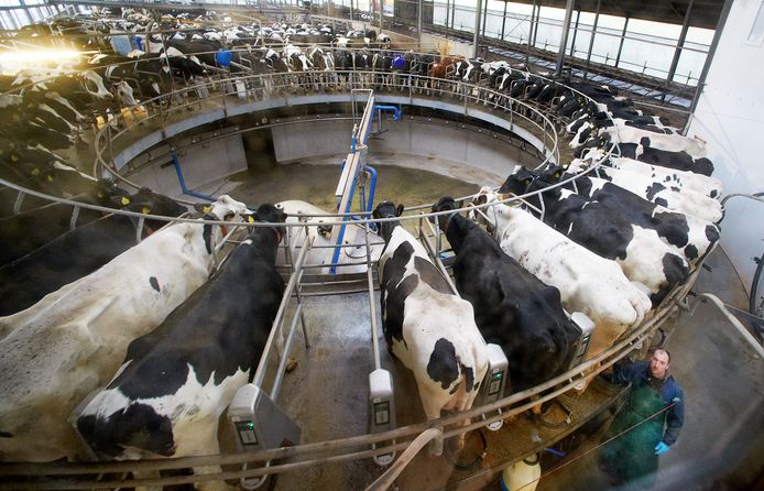 Koeien in de ‘melkcarrousel’. Vetten in melk en in uit melk verkregen producten blijken de gezondheid van de mens te kunnen ondersteunen.