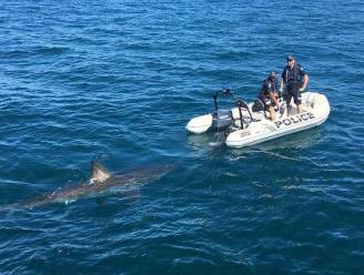 Witte haai jaagt agenten de stuipen op het lijf